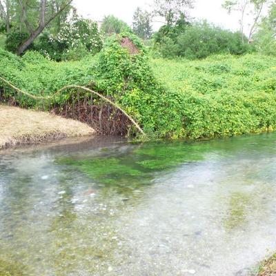 Puha ék