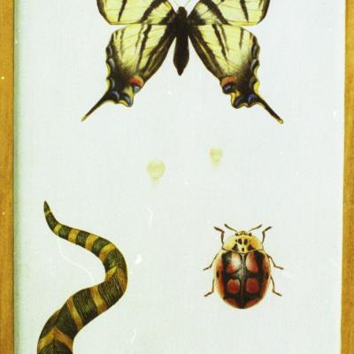 Reneszánsz állatok